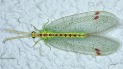 Norfolius howensis