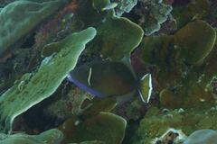 Sufflamen chrysopterum