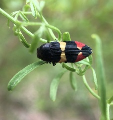 Castiarina bella