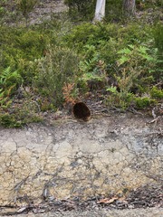Tachyglossus aculeatus setosus