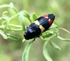 Castiarina bella