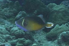 Sufflamen chrysopterum