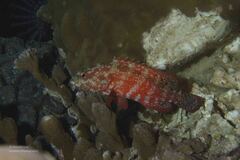 Cephalopholis