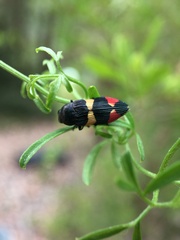 Castiarina bella