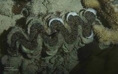 Tridacna noae