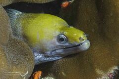 Gymnothorax rueppelliae