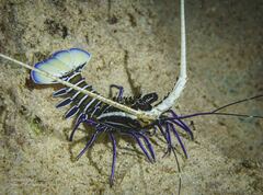 Panulirus versicolor