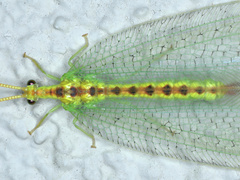 Norfolius howensis