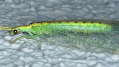 Norfolius howensis
