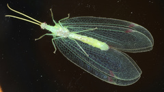 Norfolius howensis