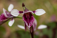 Diuris venosa