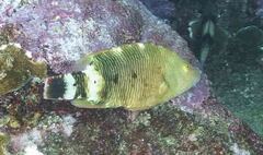 Cheilinus trilobatus