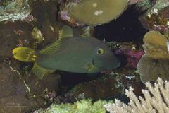 Cantherhines dumerilii