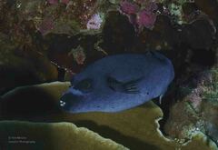 Arothron nigropunctatus