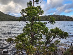 Athrotaxis selaginoides