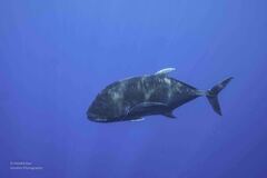 Caranx ignobilis