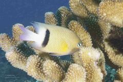 Plectroglyphidodon dickii