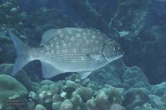 Kyphosus cinerascens