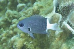 Pycnochromis margaritifer