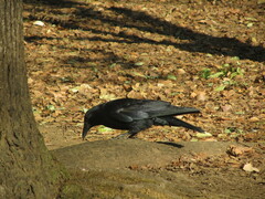 Corvus corone orientalis