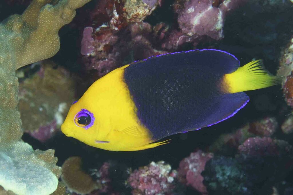 Cocos Angelfish