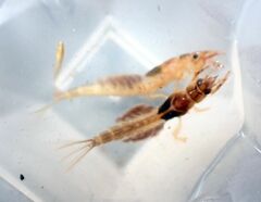 Ephemeridae
