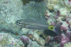 Cheilodipterus artus