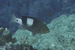 Gracila albomarginata