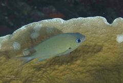 Chromis
