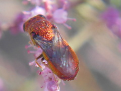 Chrysididae