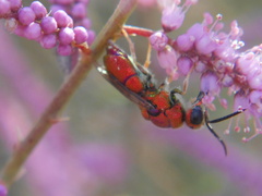 Chrysididae