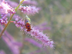 Chrysididae