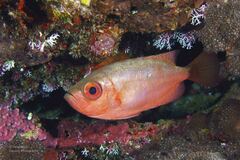 Heteropriacanthus carolinus