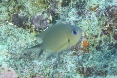 Chromis ternatensis