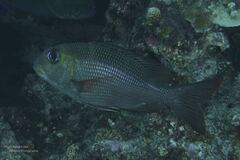 Monotaxis grandoculis