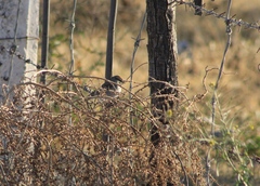 Spizella passerina