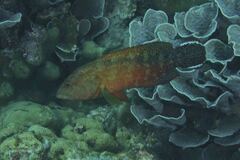 Cephalopholis urodeta