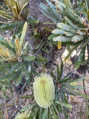 Banksia aemula