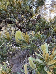 Banksia aemula