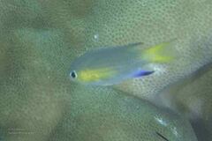 Pycnochromis