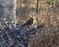 Spizella passerina