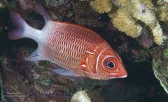 Sargocentron caudimaculatum