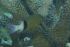 Plectroglyphidodon dickii