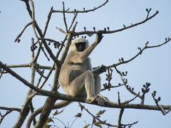 Semnopithecus schistaceus