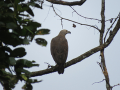 Haliaeetus ichthyaetus