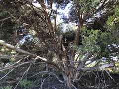 Eucalyptus utilis