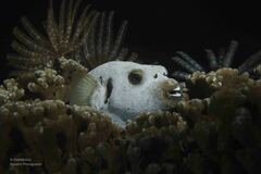 Arothron nigropunctatus