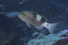 Gracila albomarginata