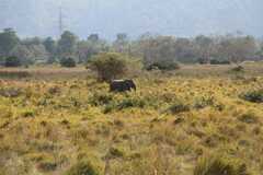 Elephas maximus indicus