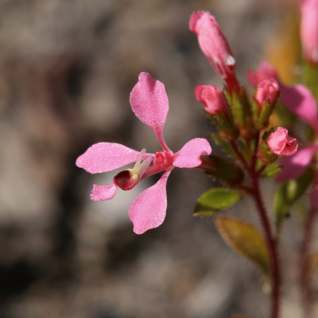 Levenhookia aestiva